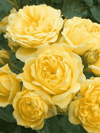 Роза Кустовая Yellow Meilove