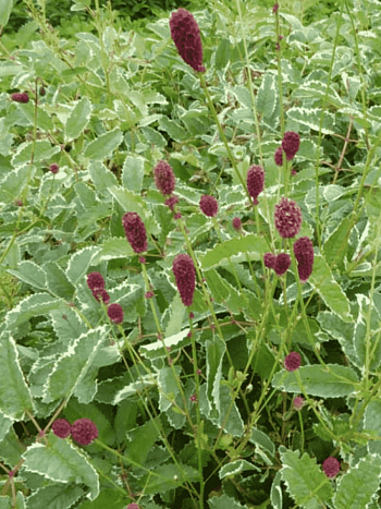 Кровохлебка Мензиса Dali Marble