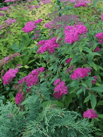 Спирея японская Dart's Red