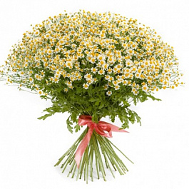 Ромашка Вегмо Сингл