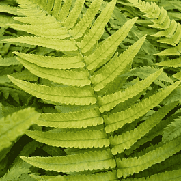 Щитовник Busilvana