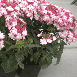 Вербена гибридная Obsession Twister Red