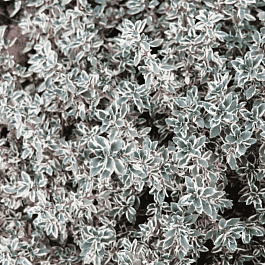 Тимьян лимоннопахнущий Silver Queen