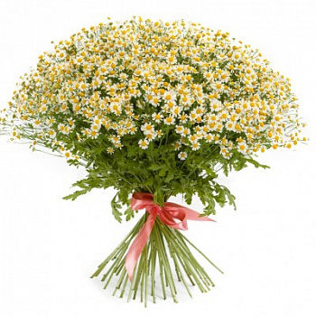 Ромашка Вегмо Сингл