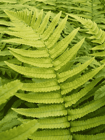 Щитовник Busilvana