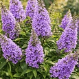 Буддлея давида  Butterfly Candy Little Lila