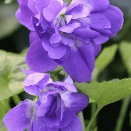 Виола душистая De Toulouse