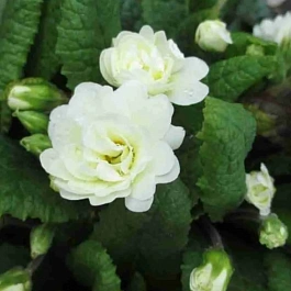 Примула Hethor White