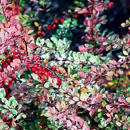 Барбарис Тунберга Старберст