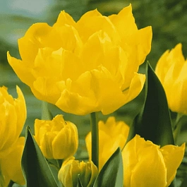 Тюльпан Махровый Monte Carlo