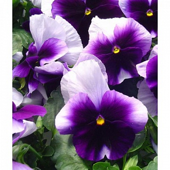 Виола крупноцветковая Матрикс Биконсфилд