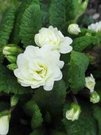 Примула Hethor White