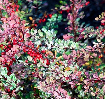 Барбарис Тунберга Старберст