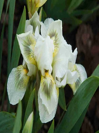 Ирис карликовый Green Spot