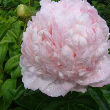 Пион травянистый Свит 16 Пион травянистый Свит 16