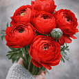Лютик Азиатский  Red