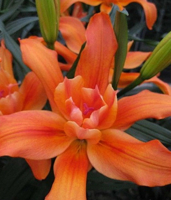 Лилия азиатская махровая Крейзи Твин