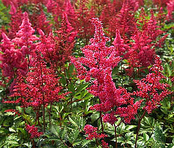 Астильба японская Бонн