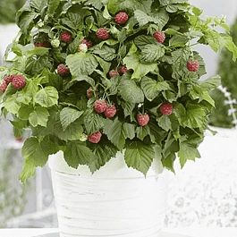 Малина карликовая Бон Бон Берри Ямми