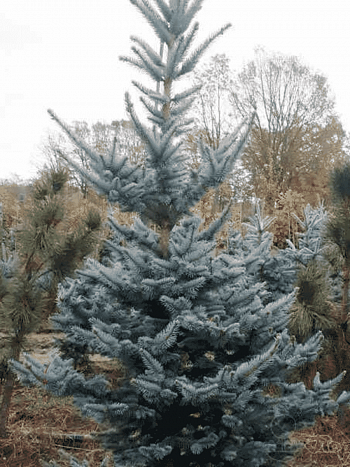 Ель колючая Foxtail