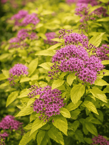 Спирея японская Goldmound