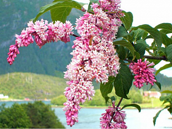 Сирень Престона Geoplana