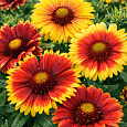 Гайлардия MIX
