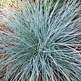 Овсяница сизая Blue Select