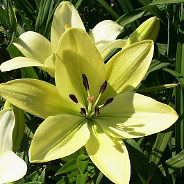 Лилия ЛА-гибрид Геррит Залм