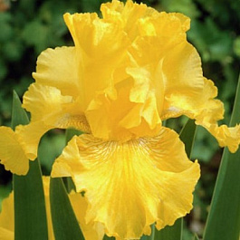 Ирис бородатый Спирит ов Мемфис