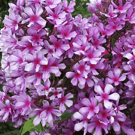 Флокс метельчатый Морской петух