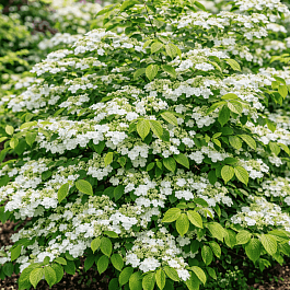 Калина складчатая Watanabe