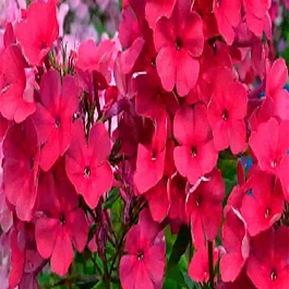 Флокс Зумба