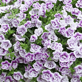 Калибрахоа махровая M.F. Uno Double Lav Tastic