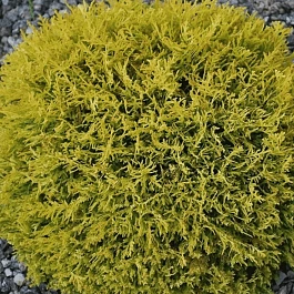 Туя западная Danica Aurea