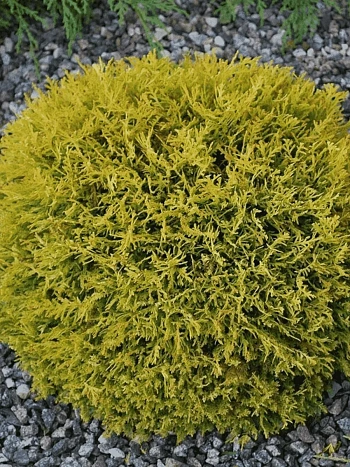 Туя западная Danica Aurea