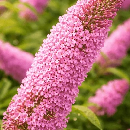 Буддлея давида Pink Panther