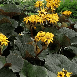 Бузульник зубчатый Dark Beauty