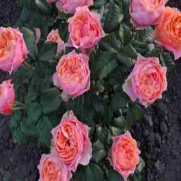 Роза чайно-гибридная Vuvuzela