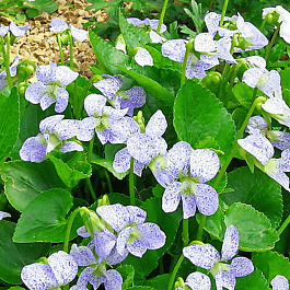 Виола сестринская Dark Freckles