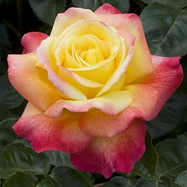 Роза чайно-гибридная Мейян Пульман Ориент Экспресс