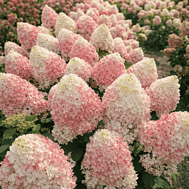 Гортензия метельчатая Pinkachu
