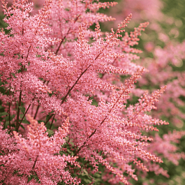 Астильба  Super Sprite