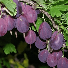 Крыжовник обыкновенный Черносливовый