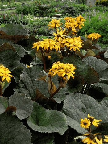 Бузульник зубчатый Dark Beauty