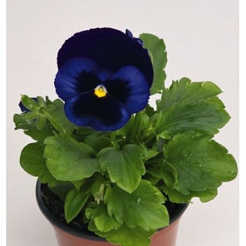 Виола крупноцветковая Инспайер Плюс Блю Блотч