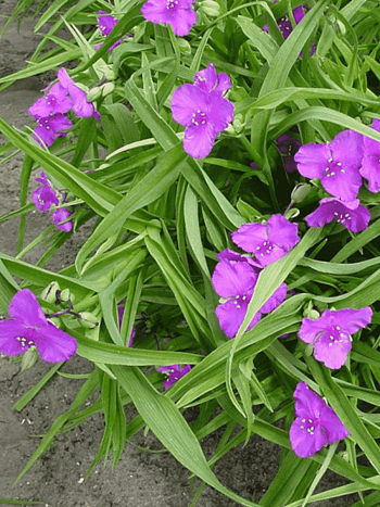 Традесканция Арендса Karminglut