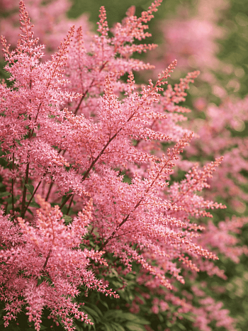 Астильба  Super Sprite