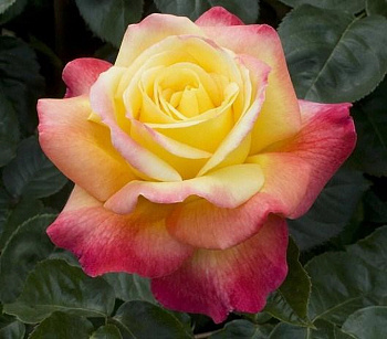 Роза чайно-гибридная Мейян Пульман Ориент Экспресс