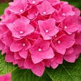 Гортензия Macrophylla pink